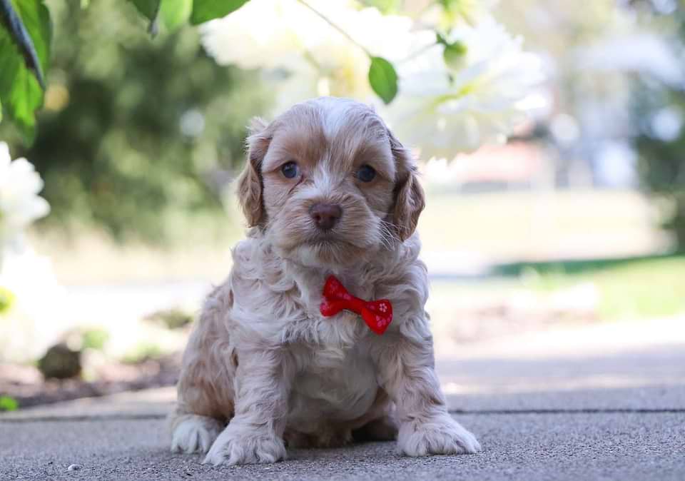 Cockapoo Available