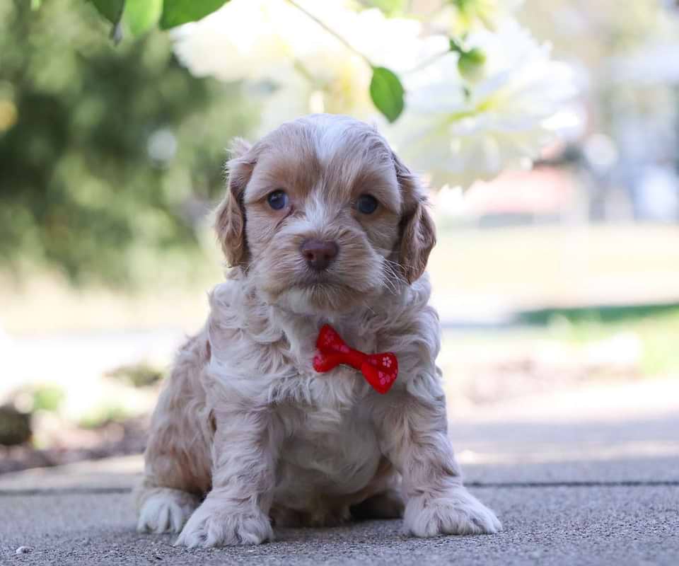 Cockapoo Available