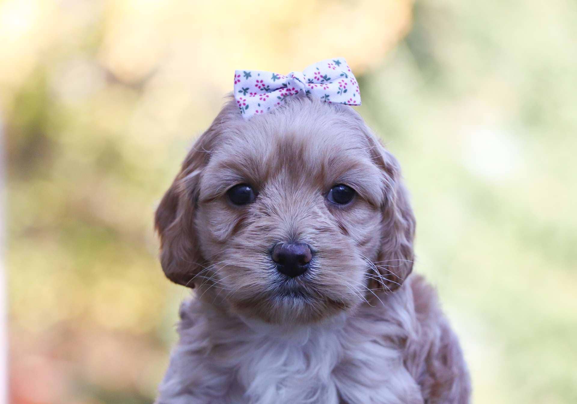 Best San Diego Cockapoos Available — Crockett Doodles