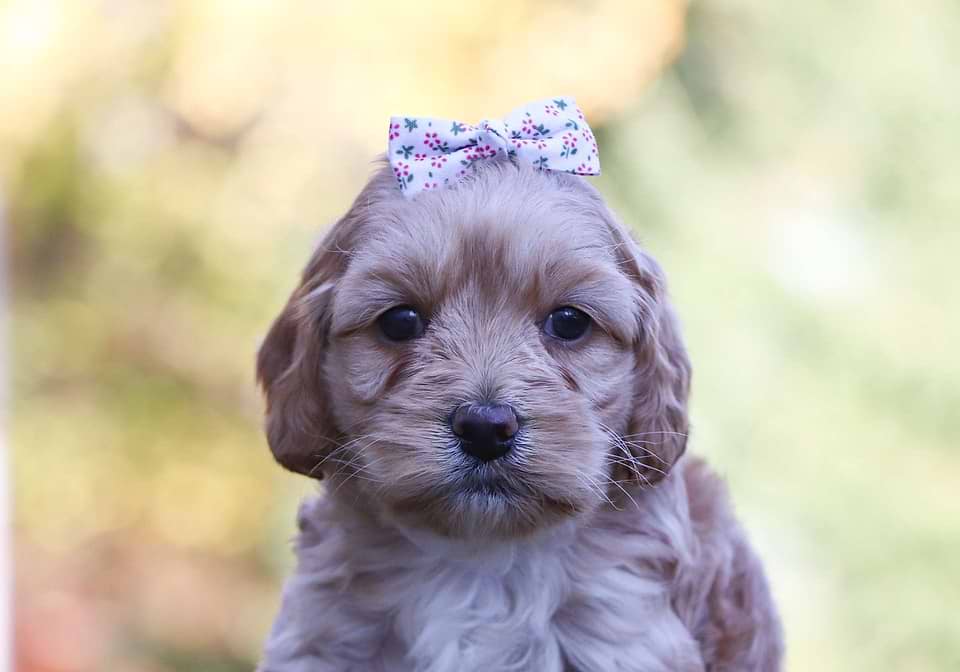 Available Cockapoo