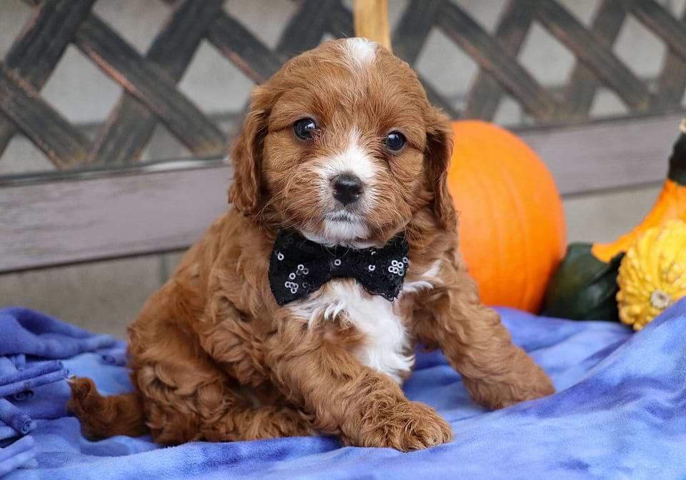 Available Cavapoo