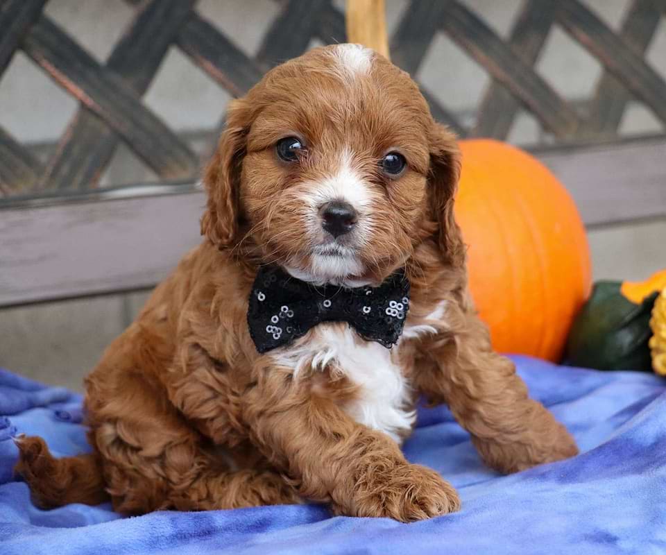 Available Cavapoo