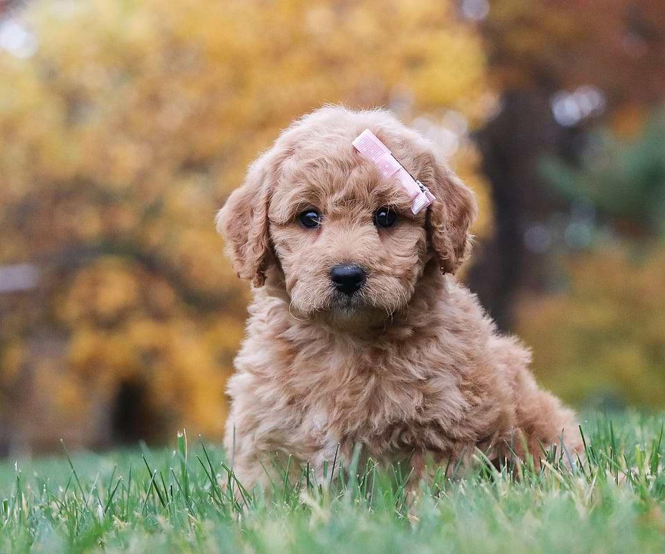 Available Goldendoodle