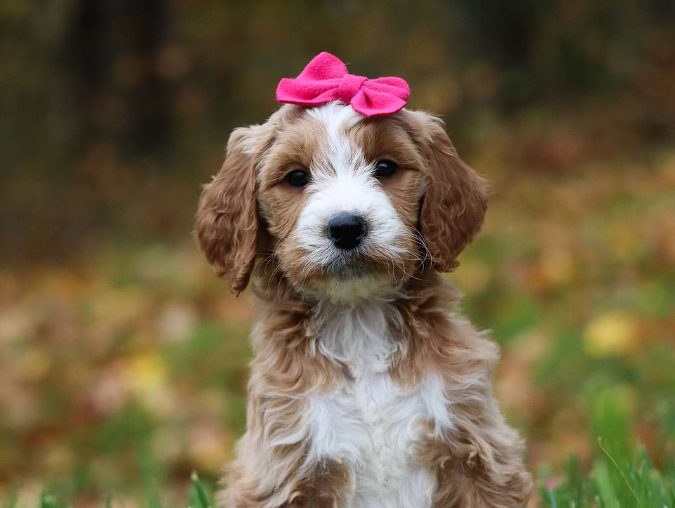 Available Goldendoodle