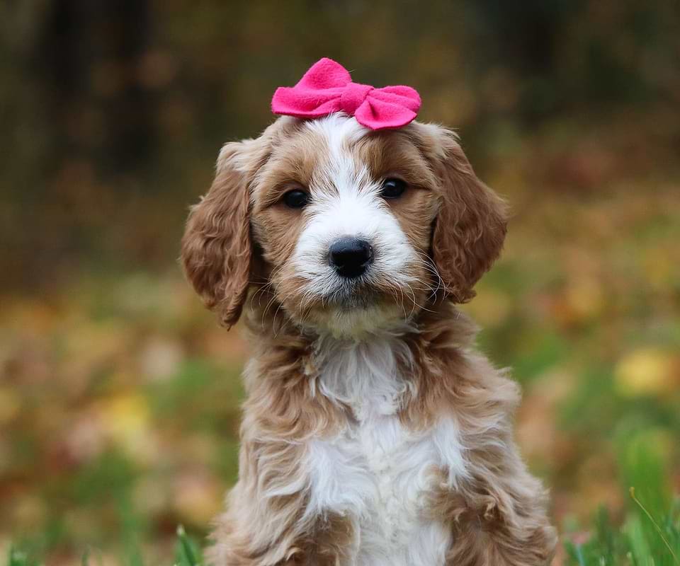 Available Goldendoodle