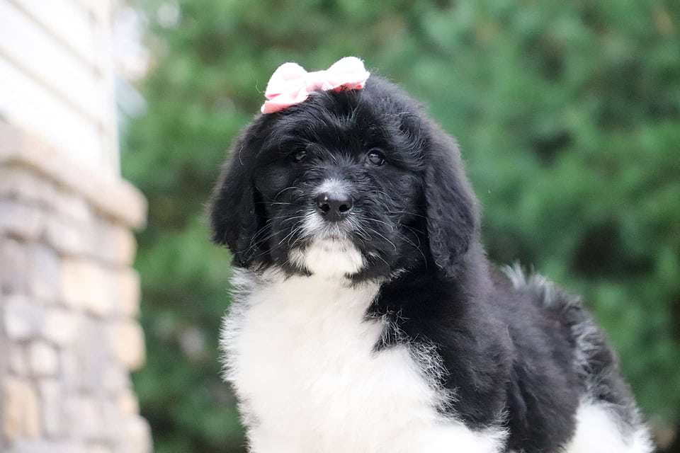Available Newfiedoodle