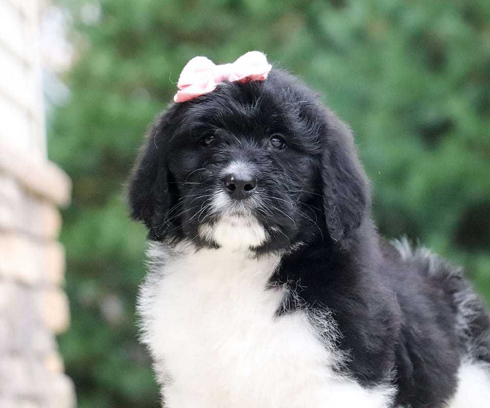 Available Newfiedoodle