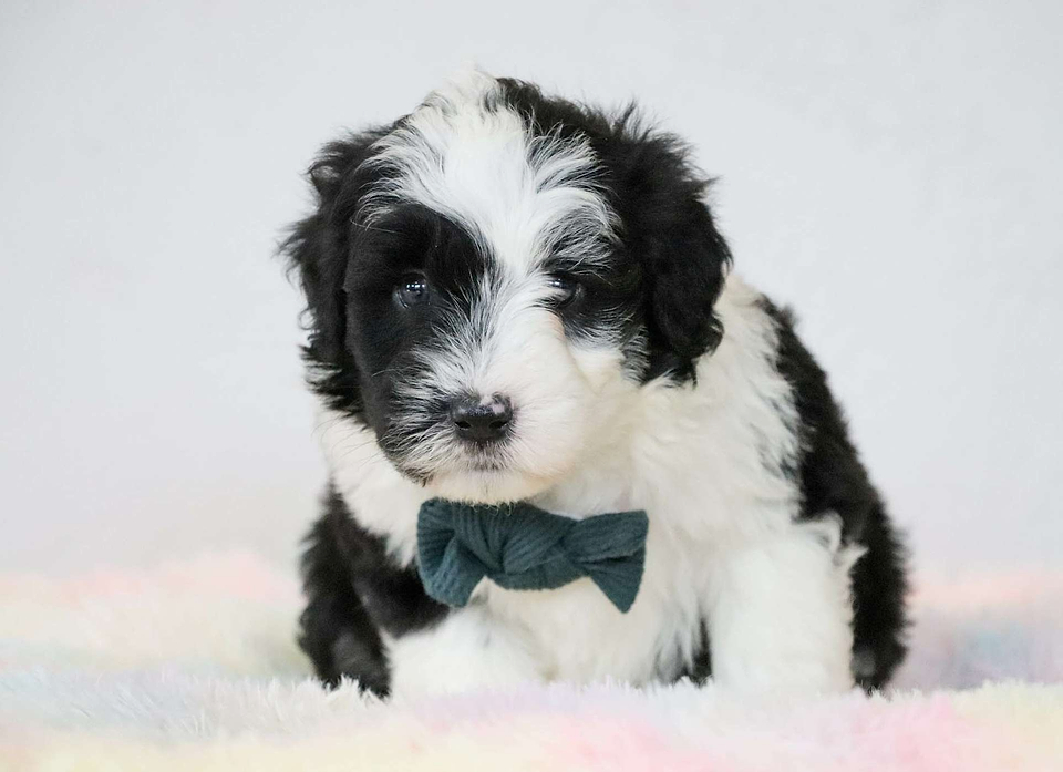 Sheepadoodle Available