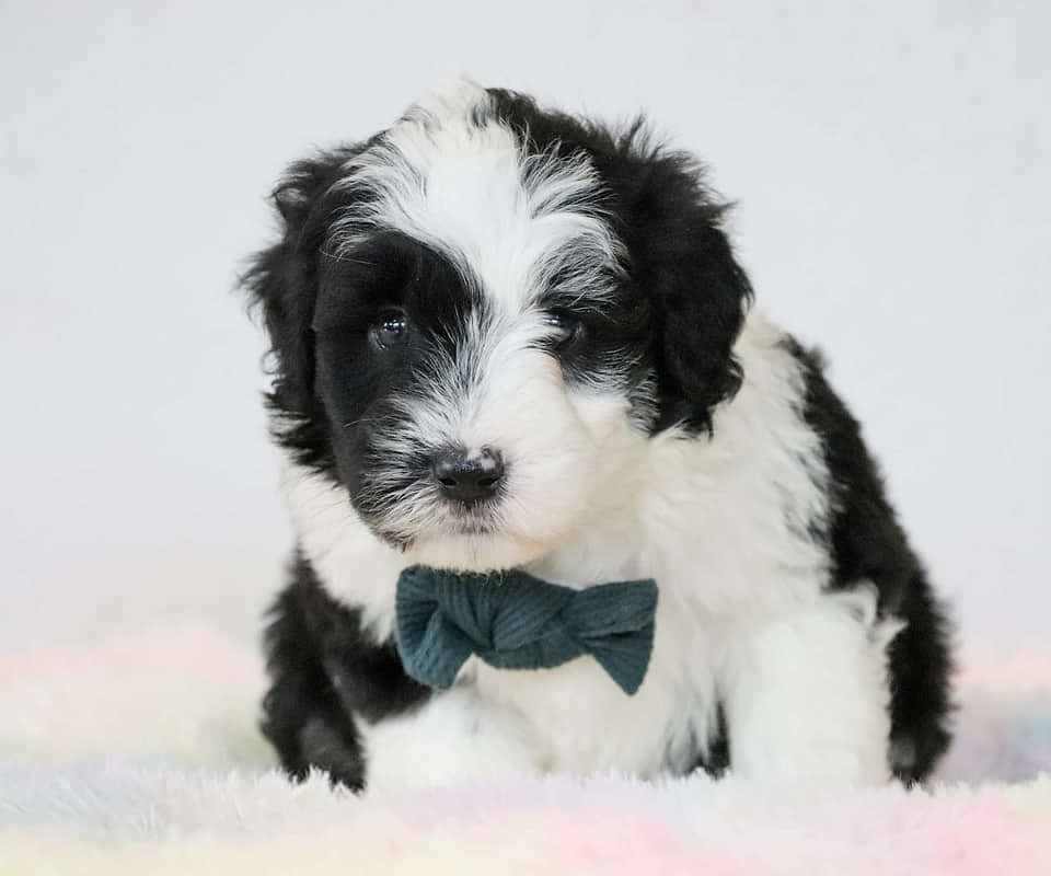 Sheepadoodle Available