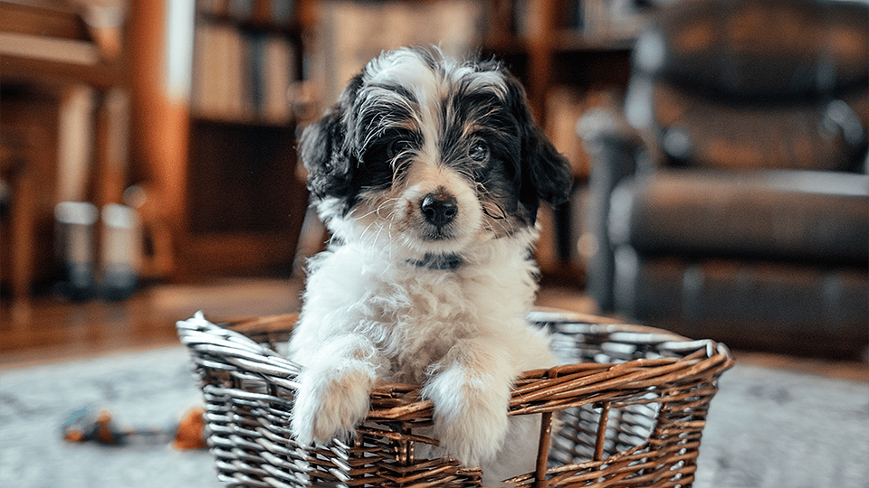 Tri-Color Swiss Doodle Puppy