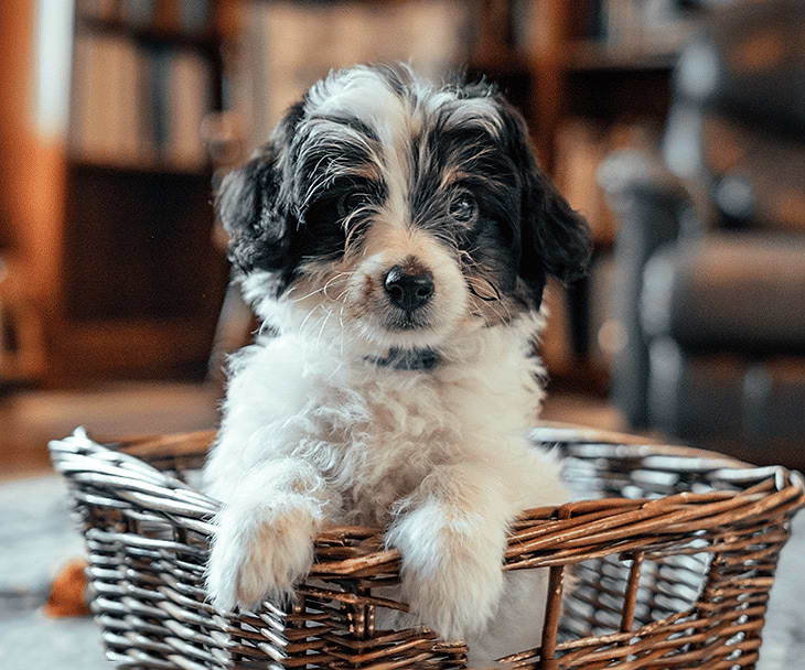 Tri-Color Swiss Doodle Puppy