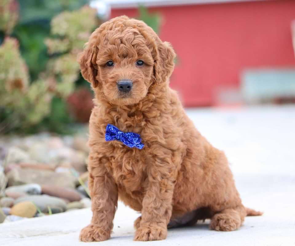 Edison, the Goldendoodle boy-2