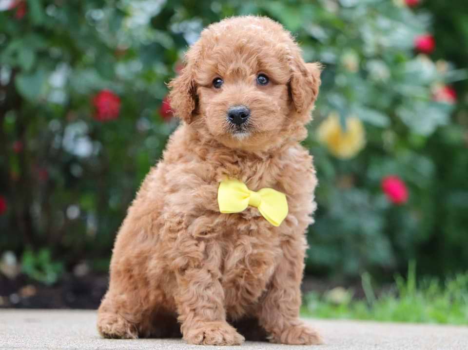 Edmond, the Goldendoodle boy-3