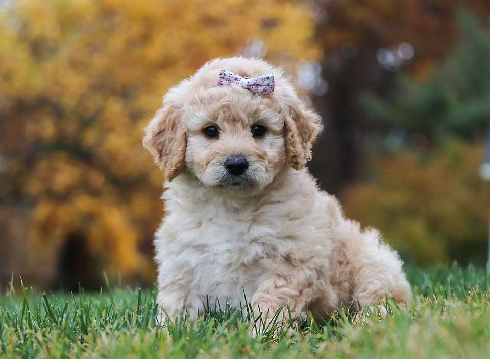 Available Goldendoodle