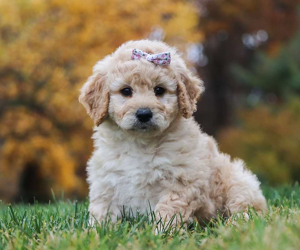 Available Goldendoodle