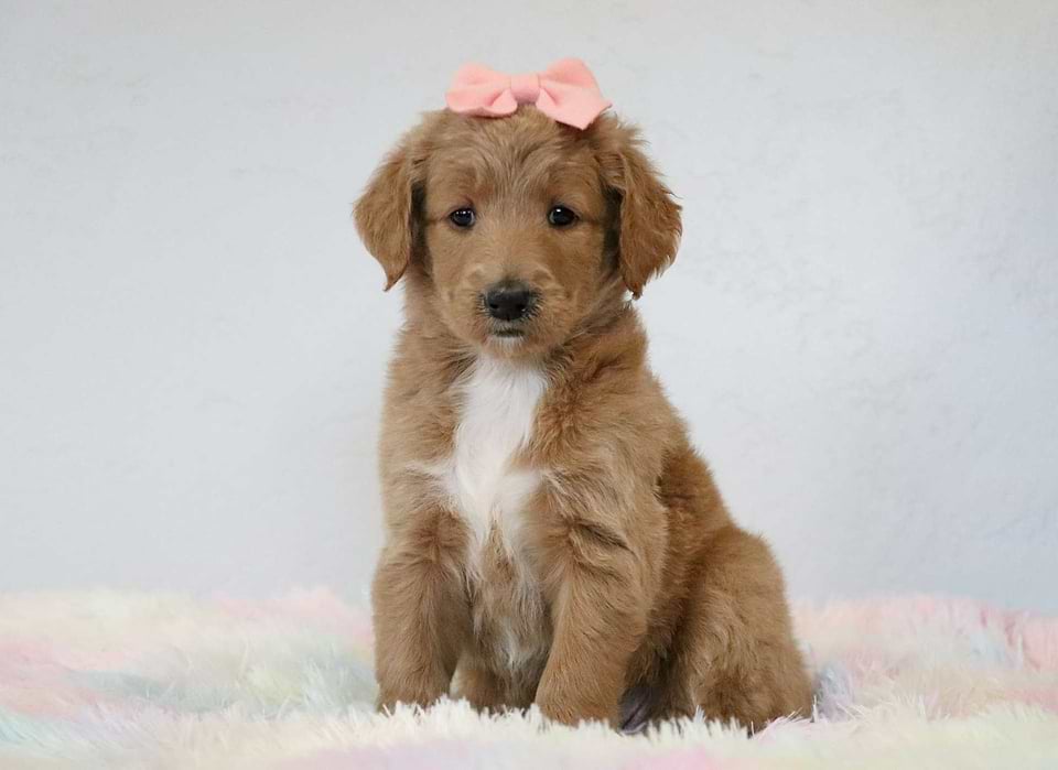 Available Goldendoodle
