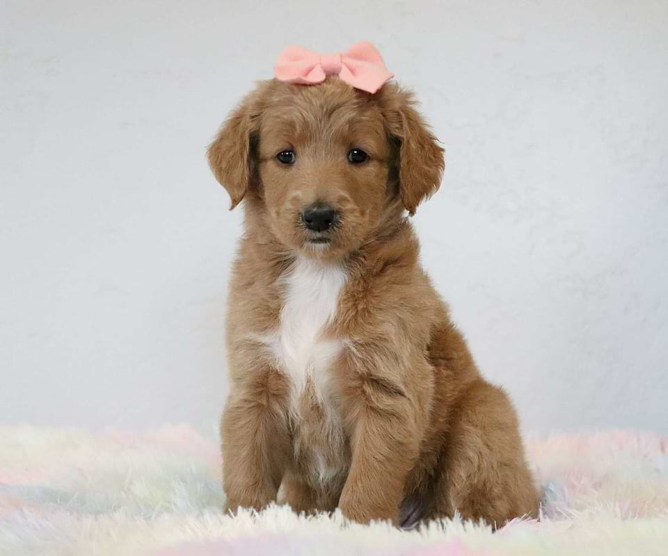 Available Goldendoodle