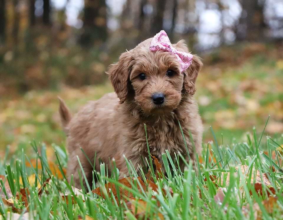 Goldendoodle Available