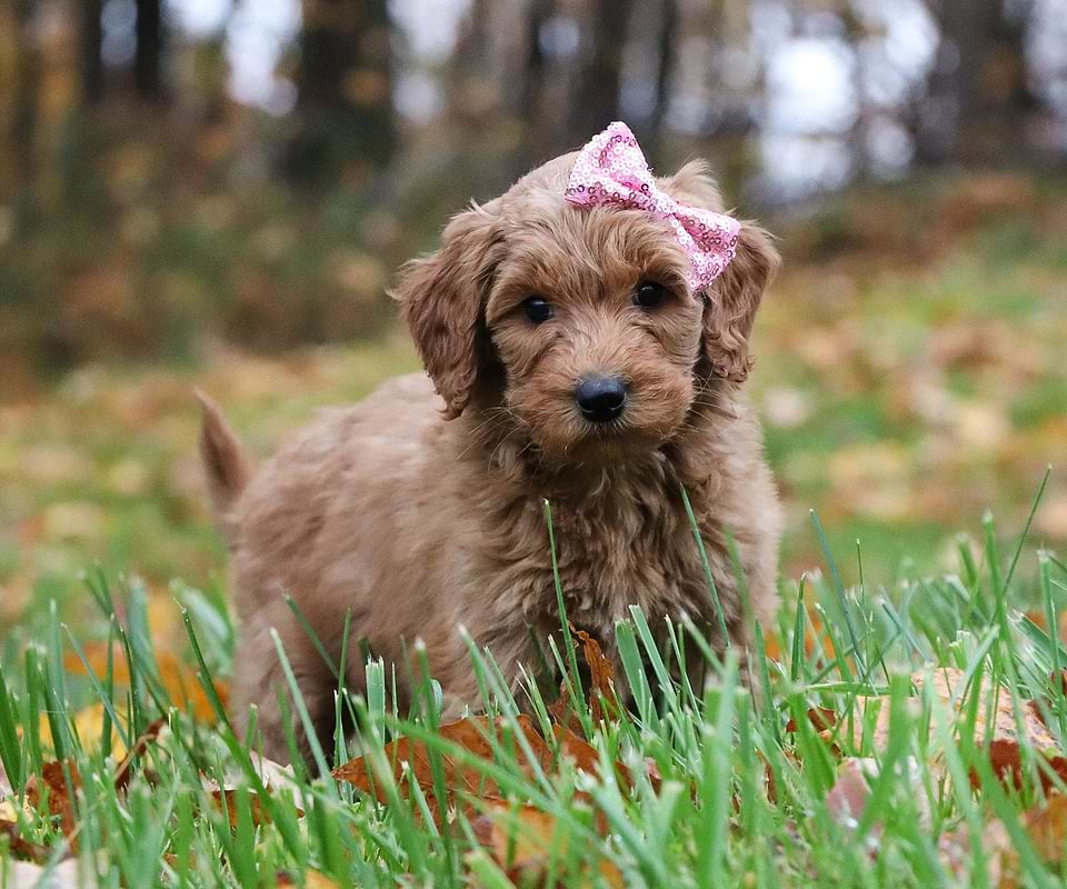 Goldendoodle Available