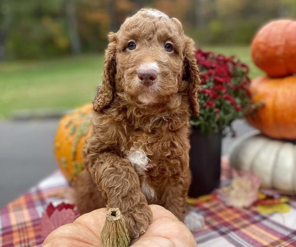 Gourdy, the Irishdoodle boy-3
