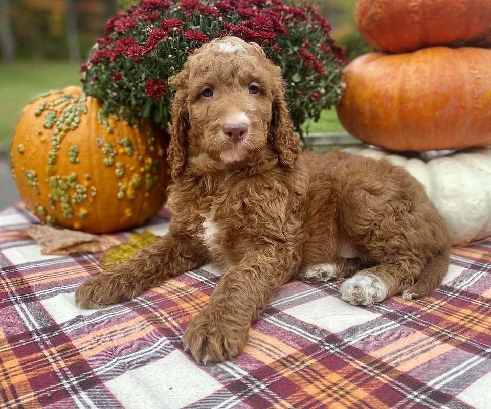 Gourdy, the Irishdoodle boy-4