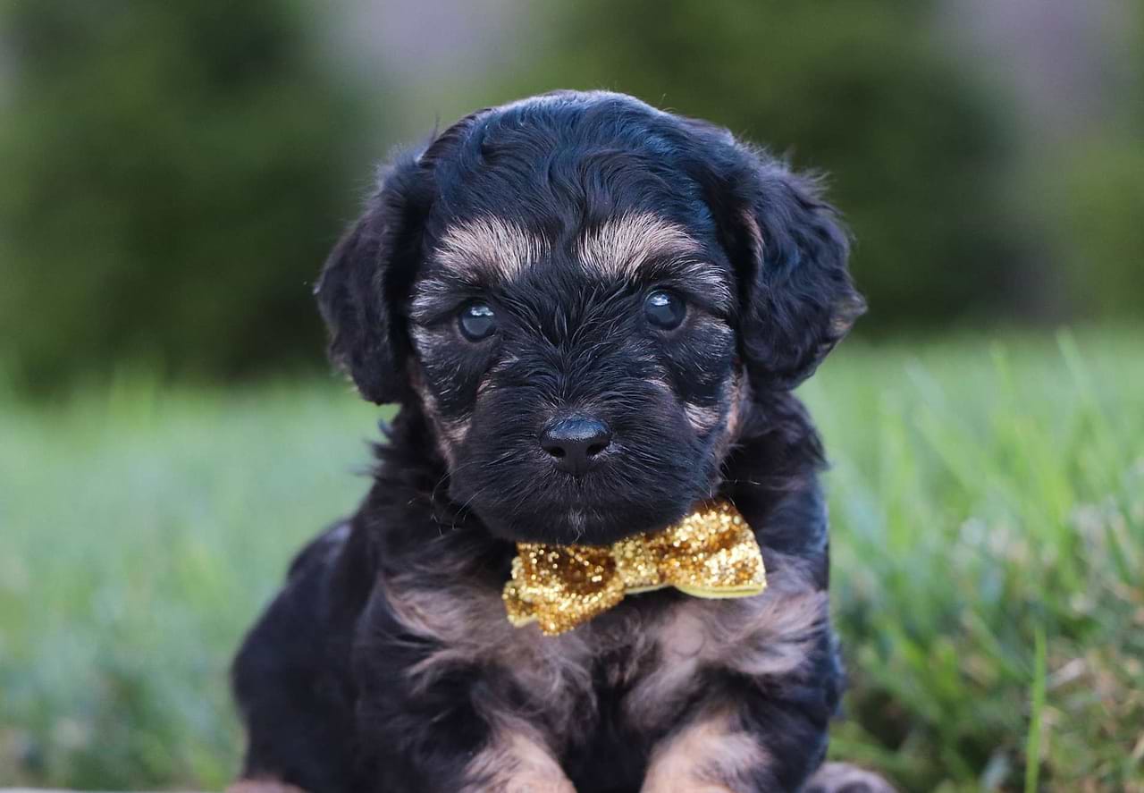 Delightful F1b Petite Cavapoos born August 22nd — Crockett Doodles