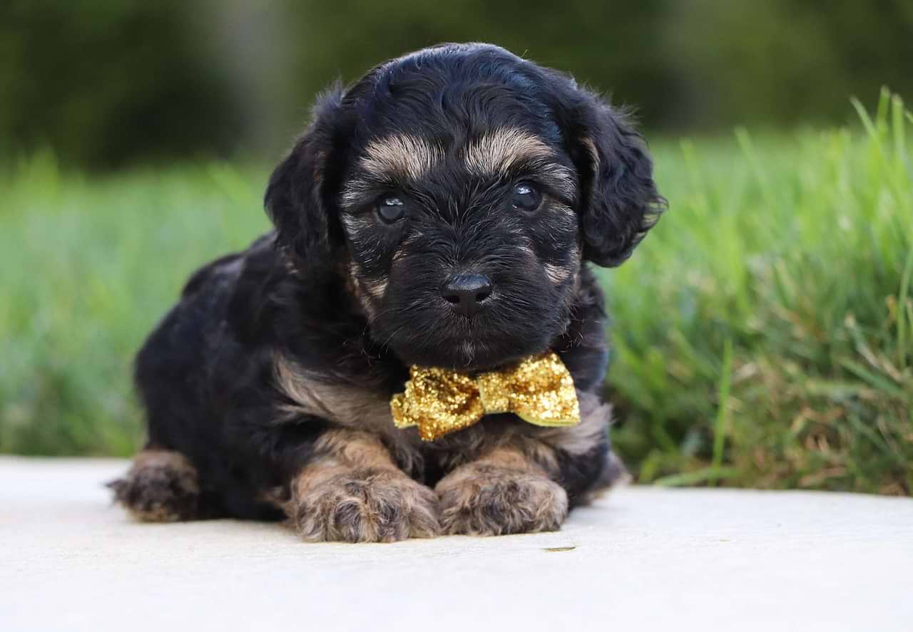 Delightful F1b Petite Cavapoos born August 22nd — Crockett Doodles