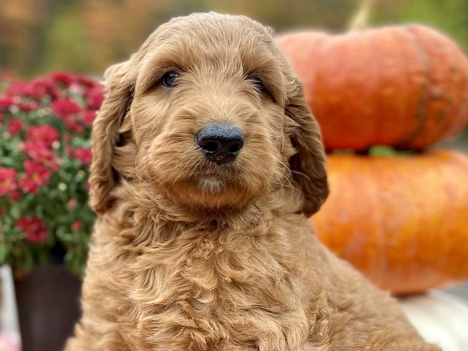 Harvest, the Irishdoodle boy-2