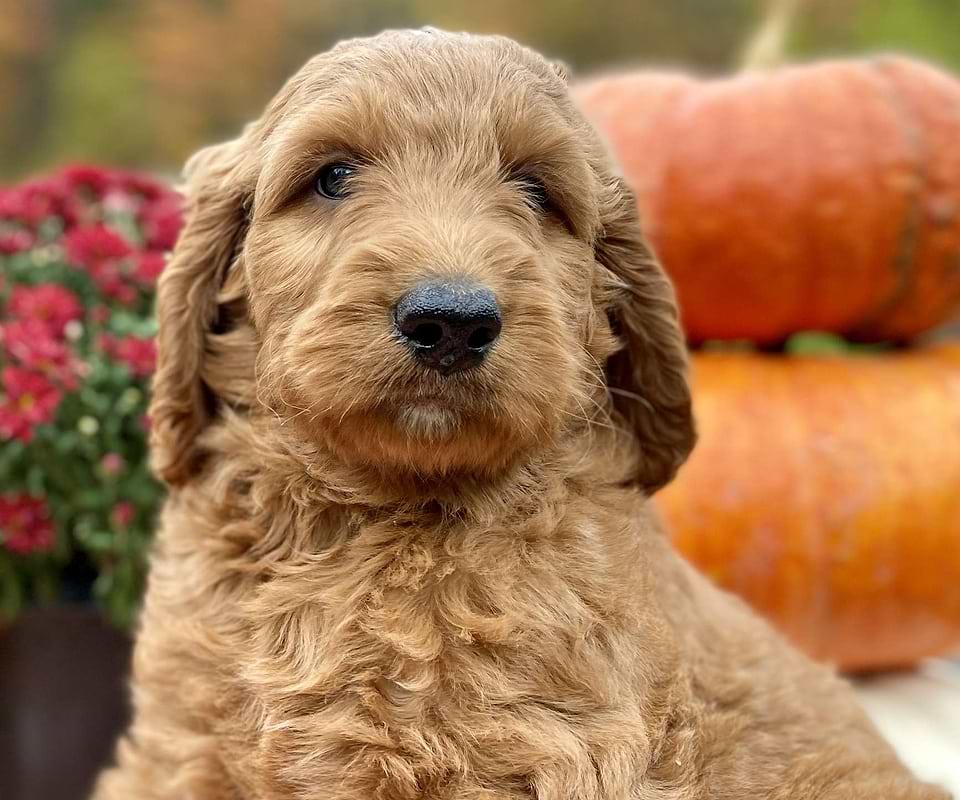 Harvest, the Irishdoodle boy-2