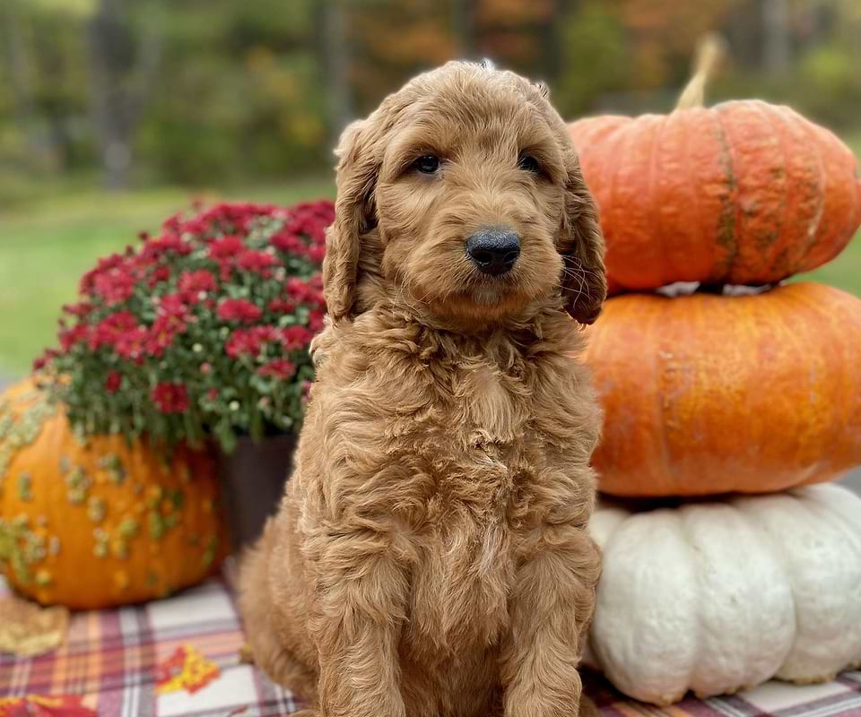 Harvest, the Irishdoodle boy-3