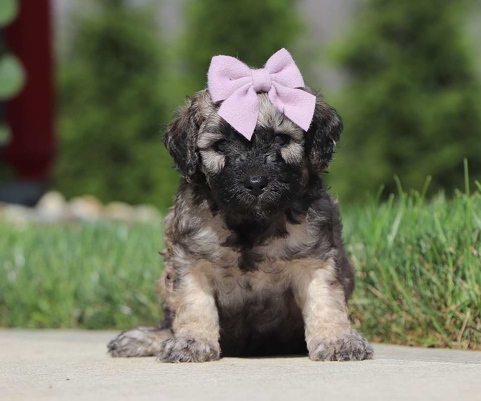 Hope, the Cavapoo girl-2