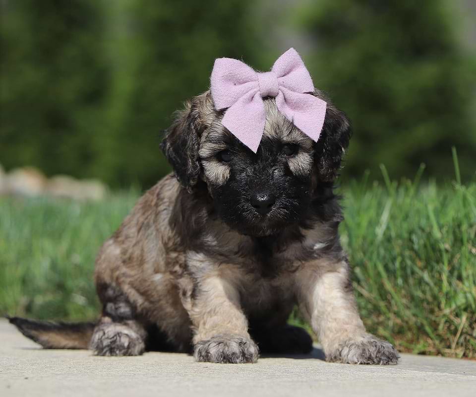 Hope, the Cavapoo girl-3