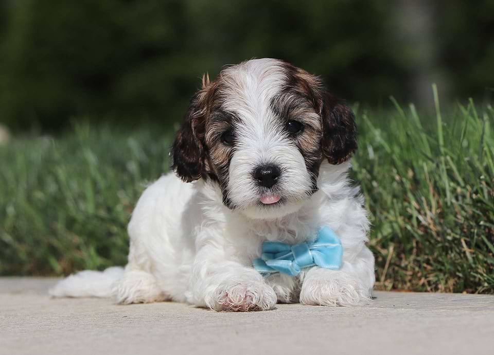 Hotdog, the Cavapoo boy-1