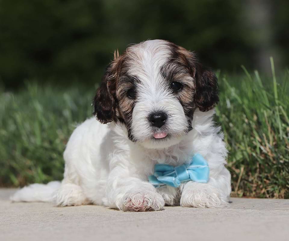 Hotdog, the Cavapoo boy-1