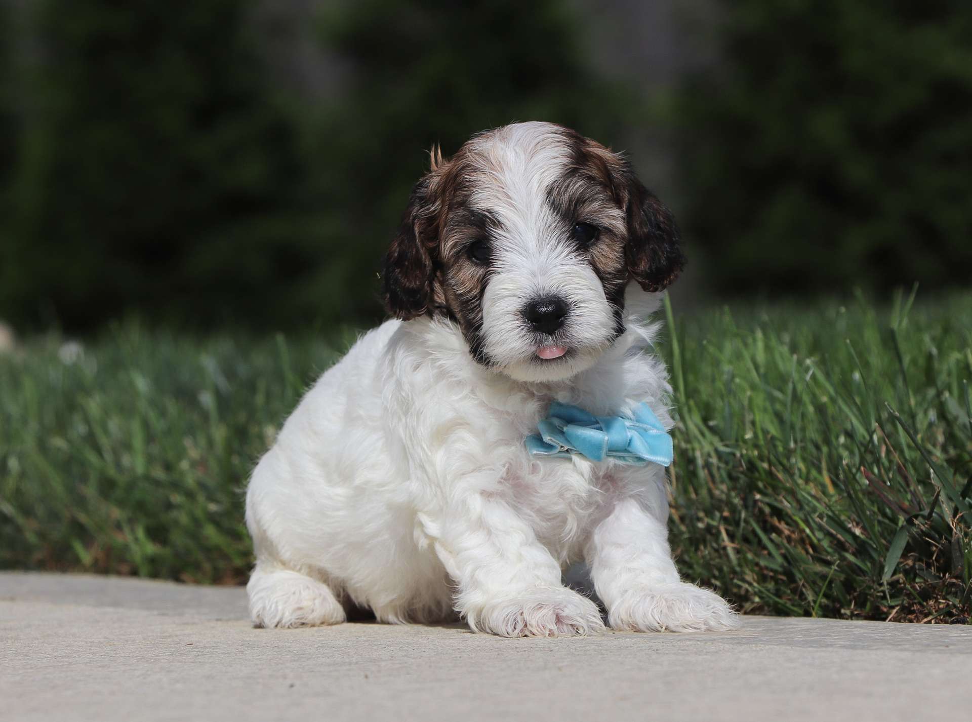 Cavapoo And Cockapoo Texas Best Texas Cavapoos Available — Crockett Doodles