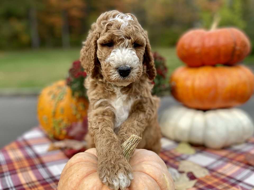 Jack, the Irishdoodle boy-1