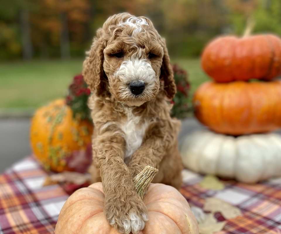 Jack, the Irishdoodle boy-1