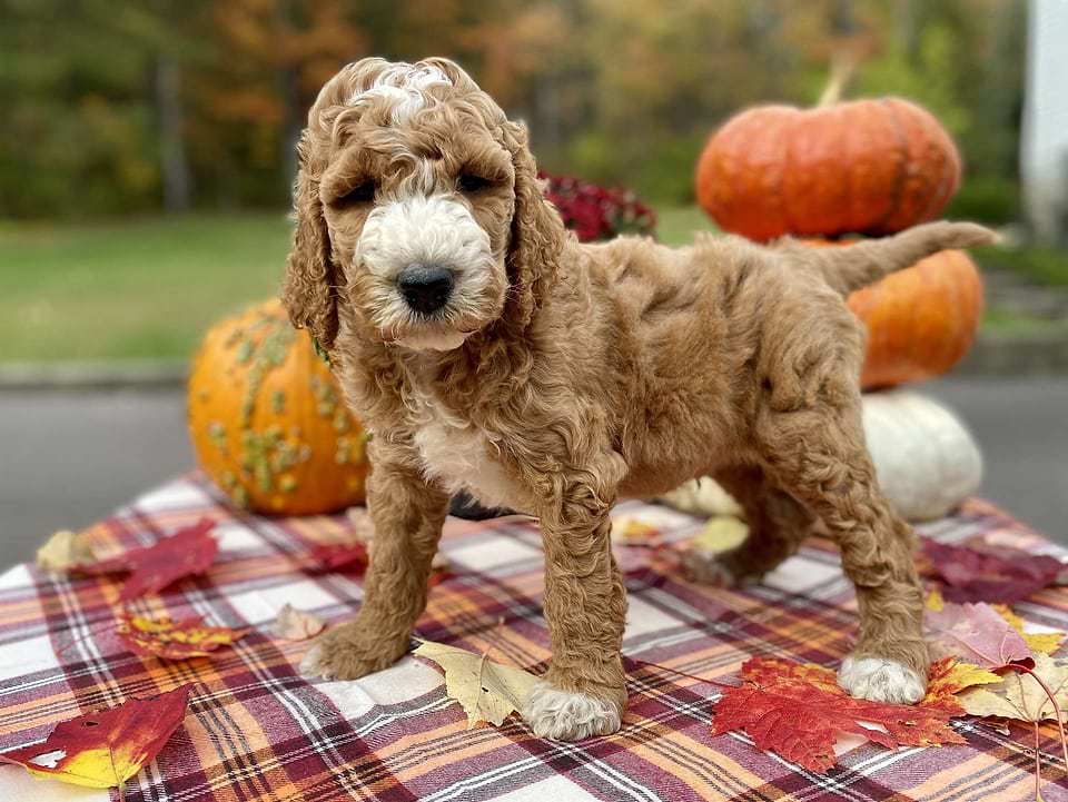 Jack, the Irishdoodle boy-2