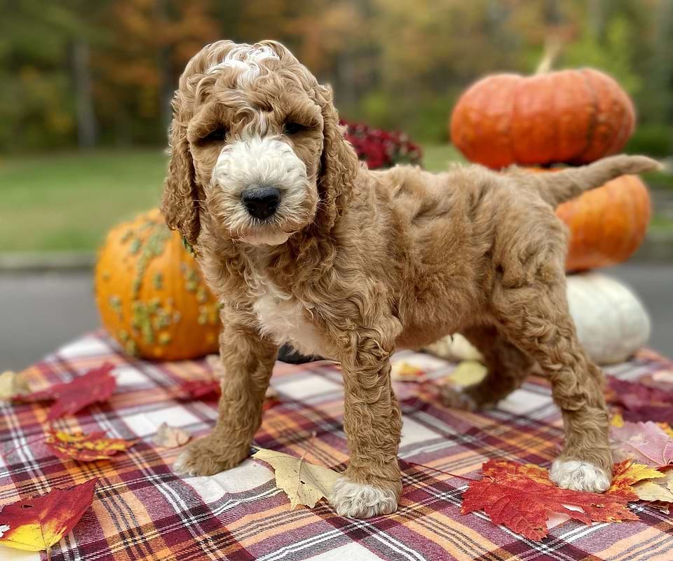Jack, the Irishdoodle boy-2