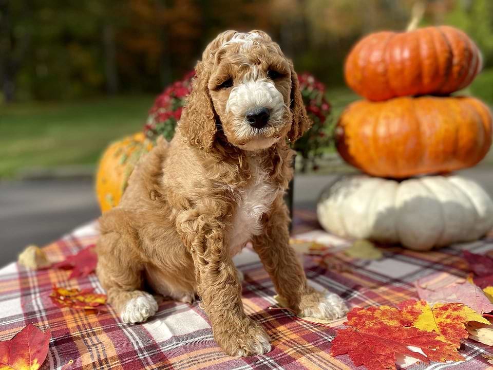 Jack, the Irishdoodle boy-3