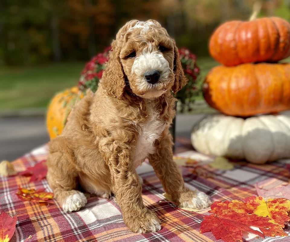 Jack, the Irishdoodle boy-3