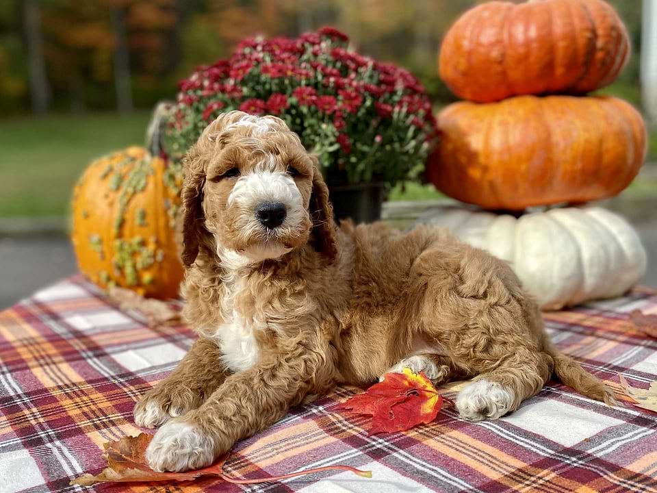 Jack, the Irishdoodle boy-4