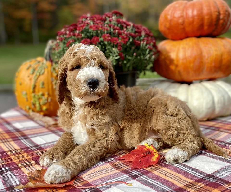 Jack, the Irishdoodle boy-4