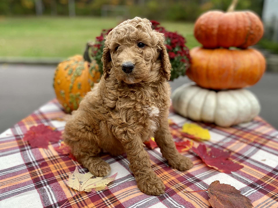 Maizey, the Irishdoodle girl-1