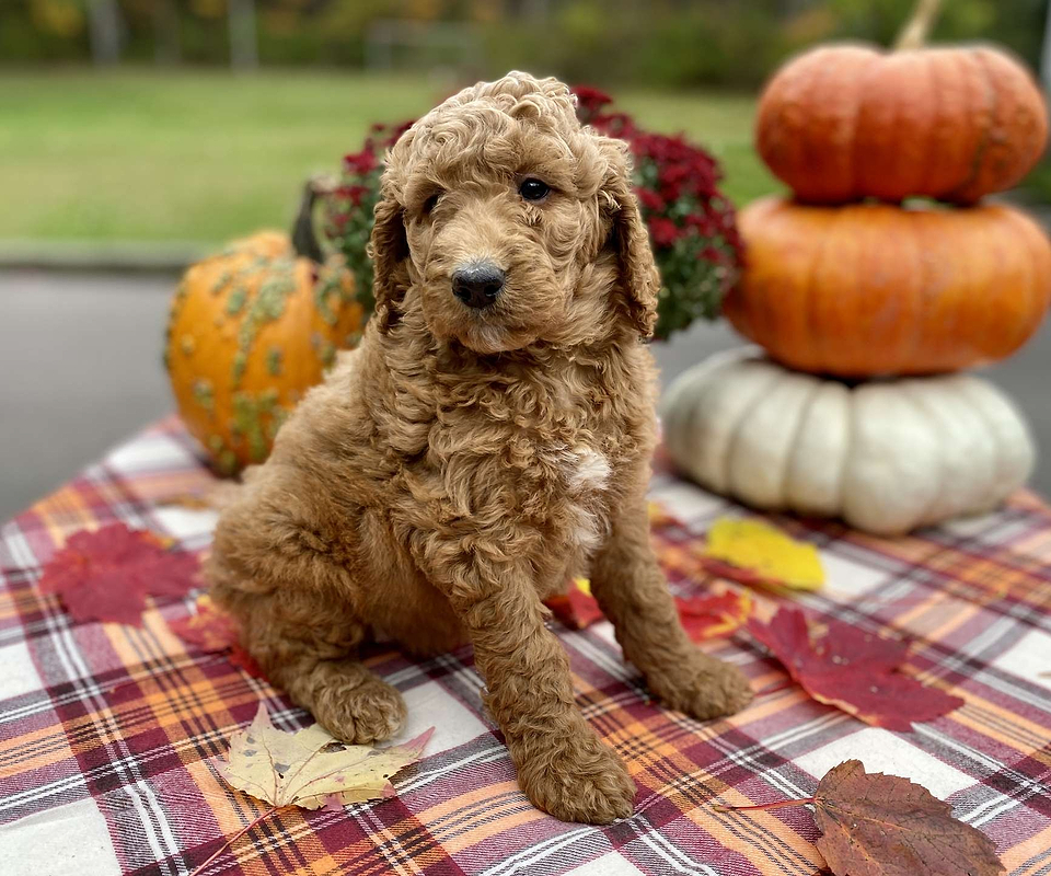 Maizey, the Irishdoodle girl-1