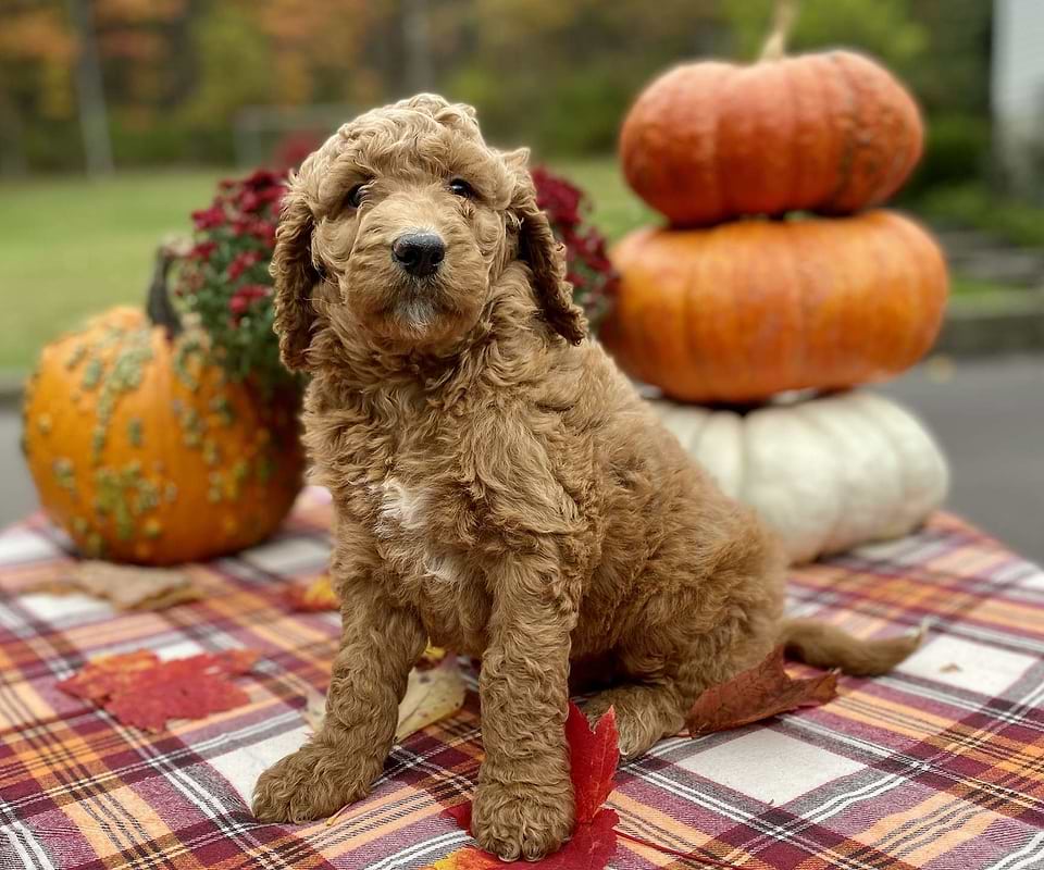 Maizey, the Irishdoodle girl-2