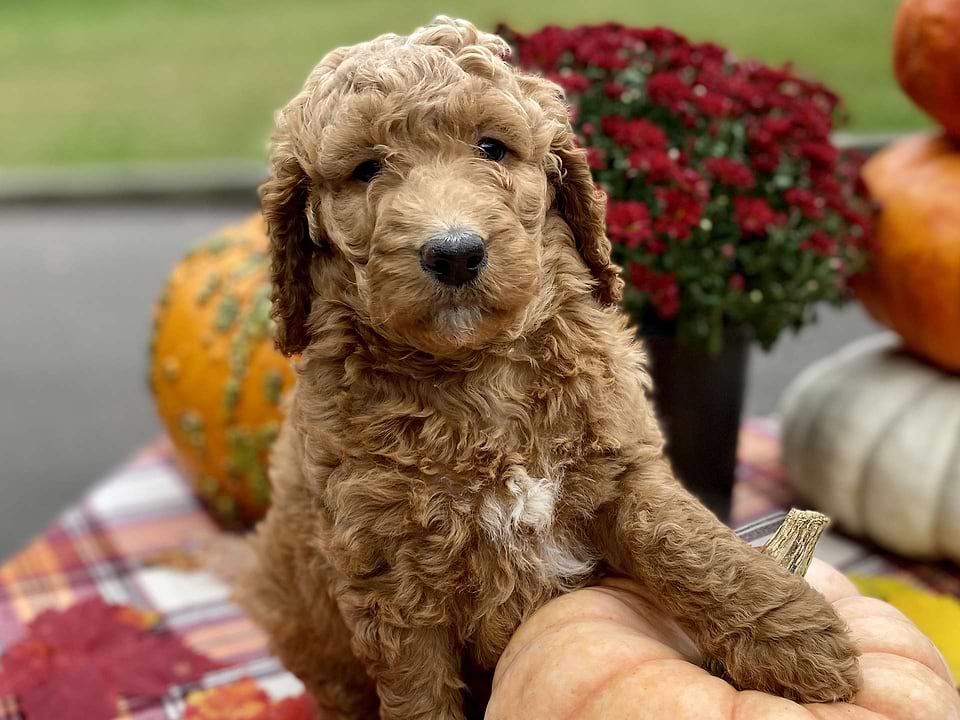 Maizey, the Irishdoodle girl-3