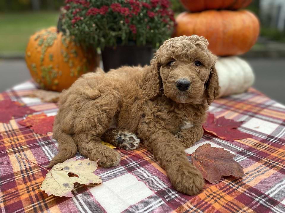 Maizey, the Irishdoodle girl-4