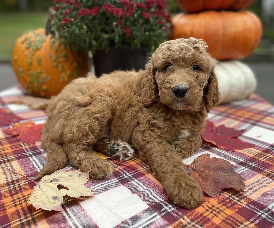 Maizey, the Irishdoodle girl-4