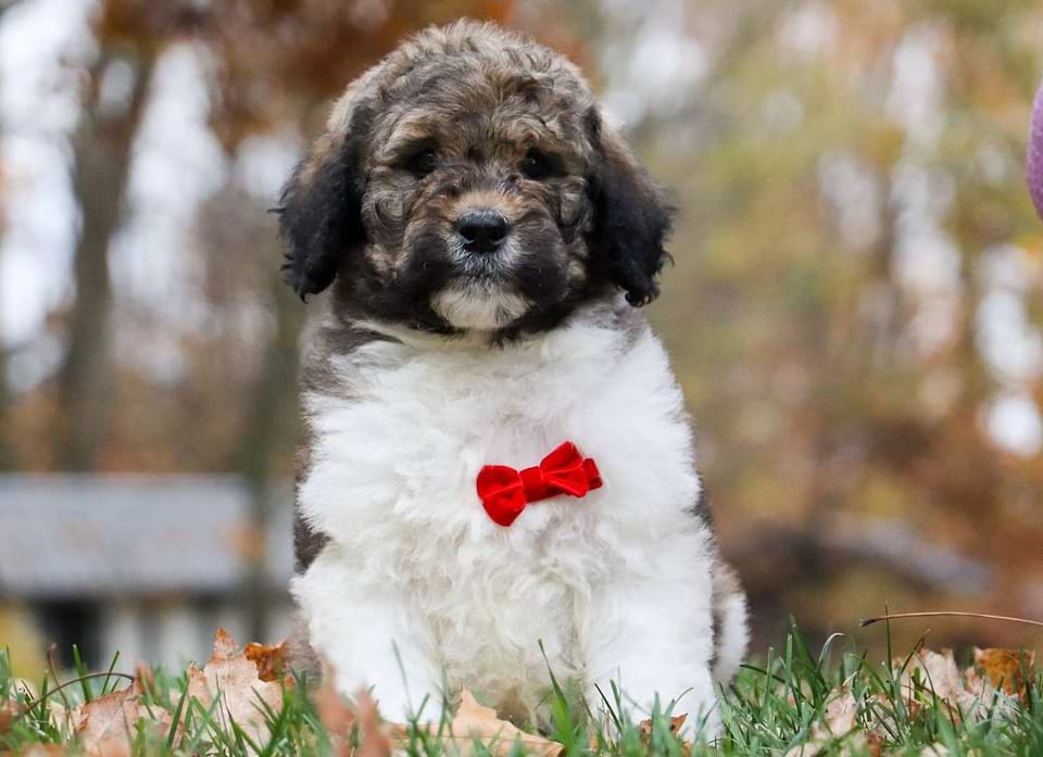 Available Newfiedoodle